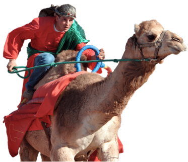 camel racer